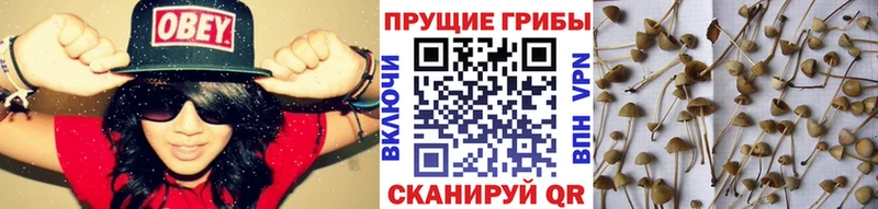 Галлюциногенные грибы ЛСД  Тамбов 